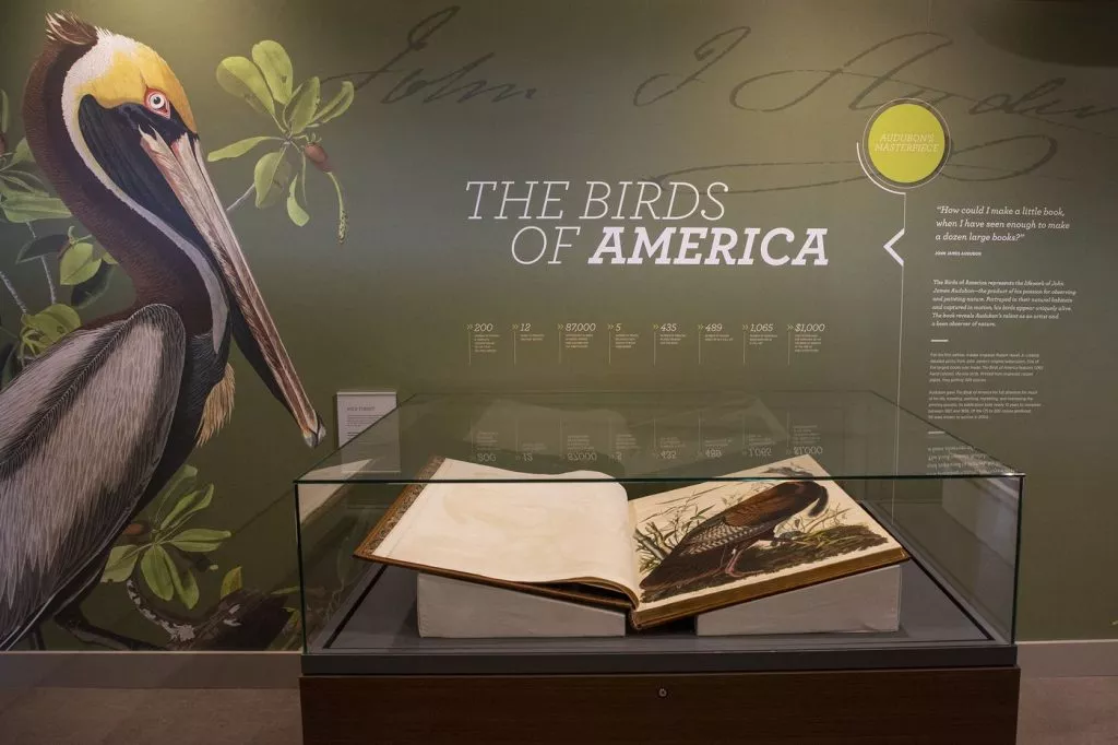  «Птахи Америки», Джон Джеймс Одюбон (The Birds of America, John James Audubon)